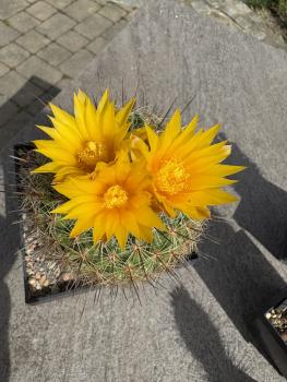 Thelocactus conothelos